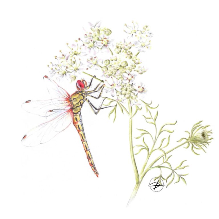 Planche naturaliste - crayons de couleurs
